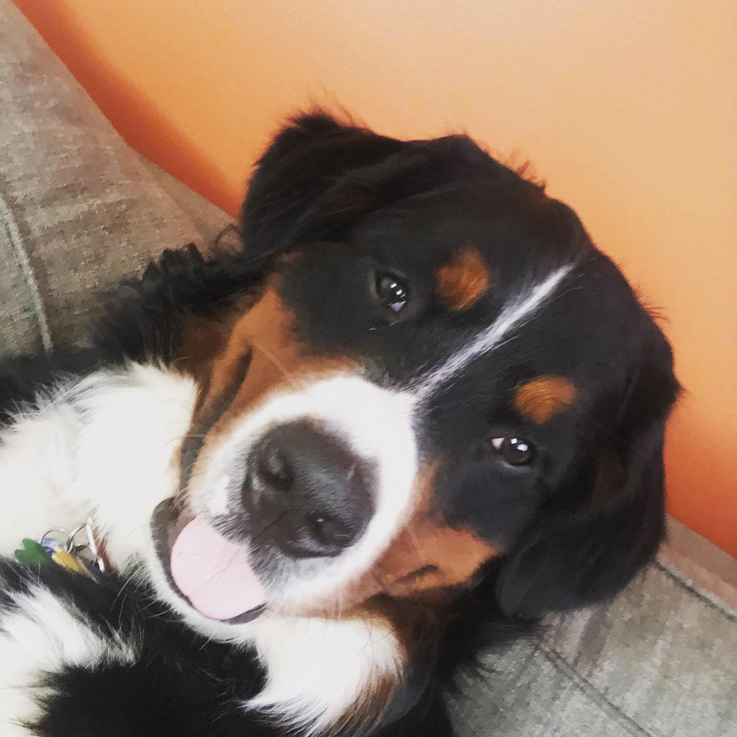 Events Dog Picture