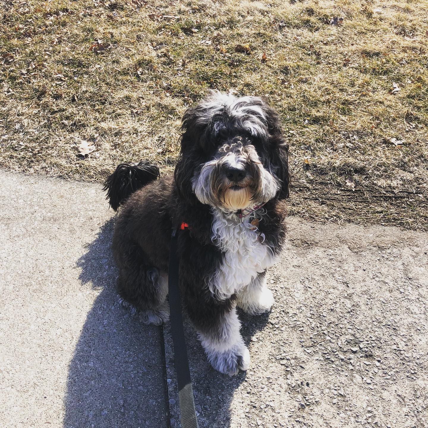 Dog Picture
