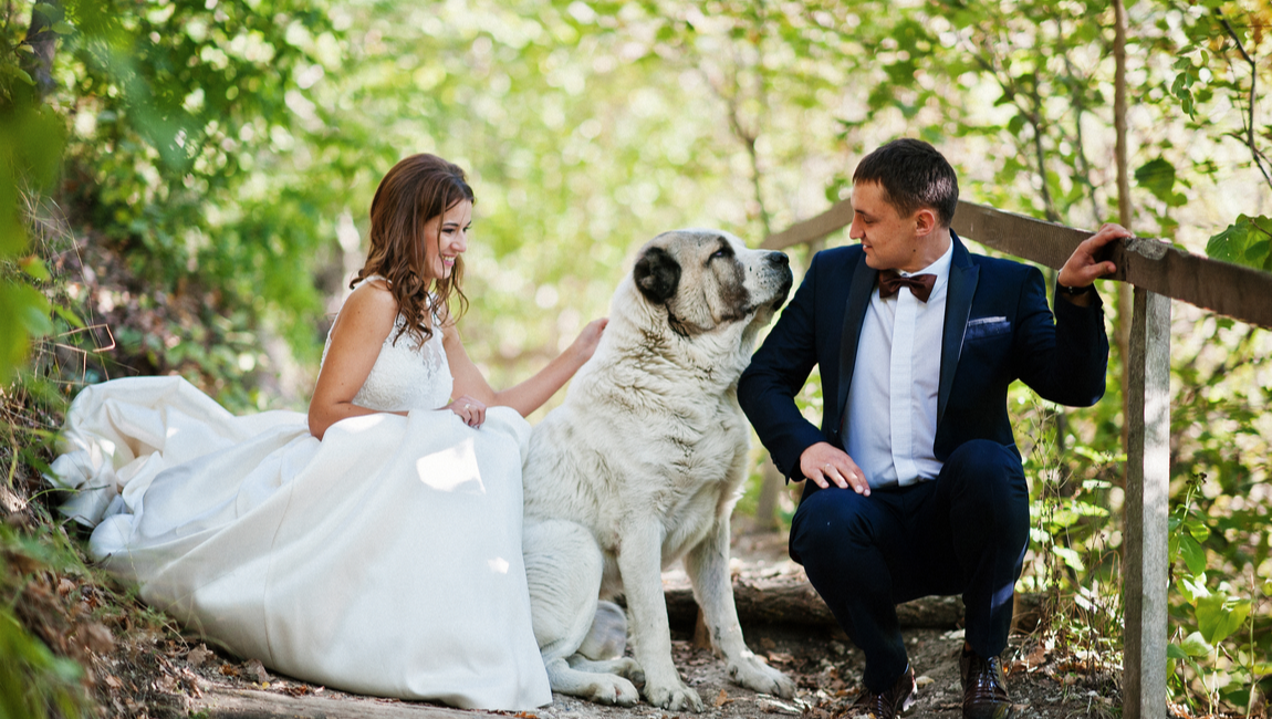 Main Banner Image - Wedding Dog Service